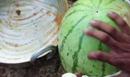 什么是网红的吃瓜视频,娱乐与八卦的完美融合